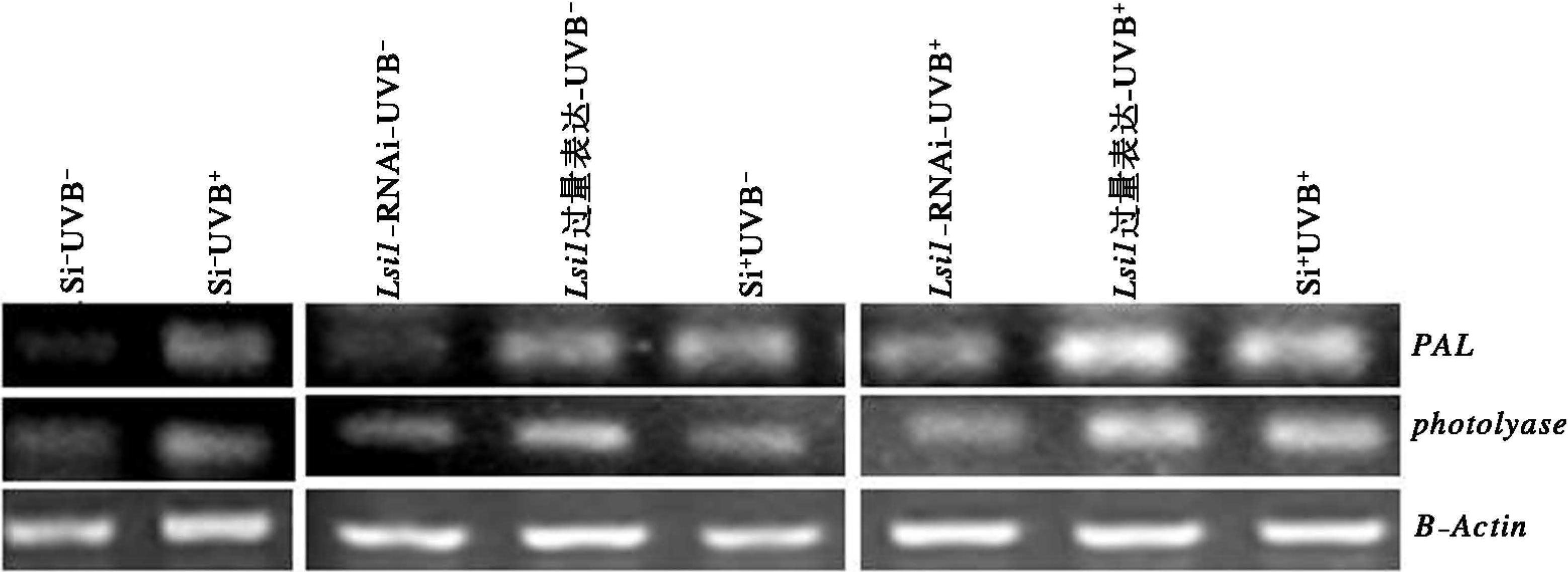 七、UV-B輻射下轉(zhuǎn)基因Lemont及野生型葉片苯丙氨酸解氨酶基因及光裂解酶基因的表達(dá)變化